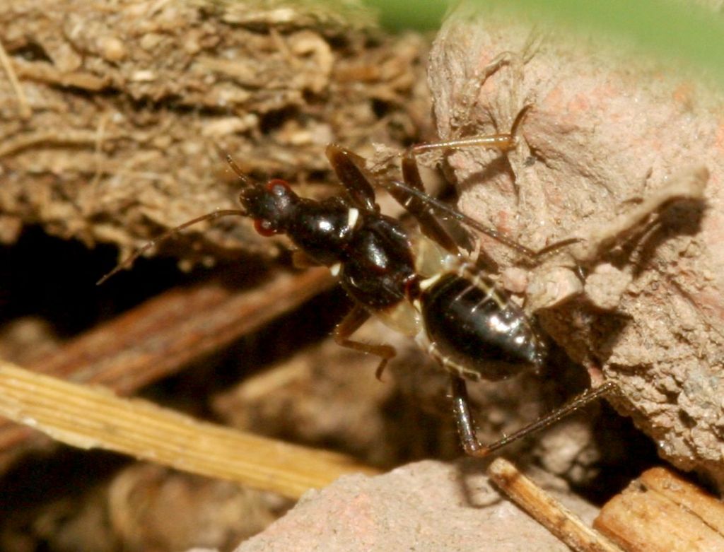 Determinabile?  S, ninfa di Himacerus mirmicoides (Nabidae)